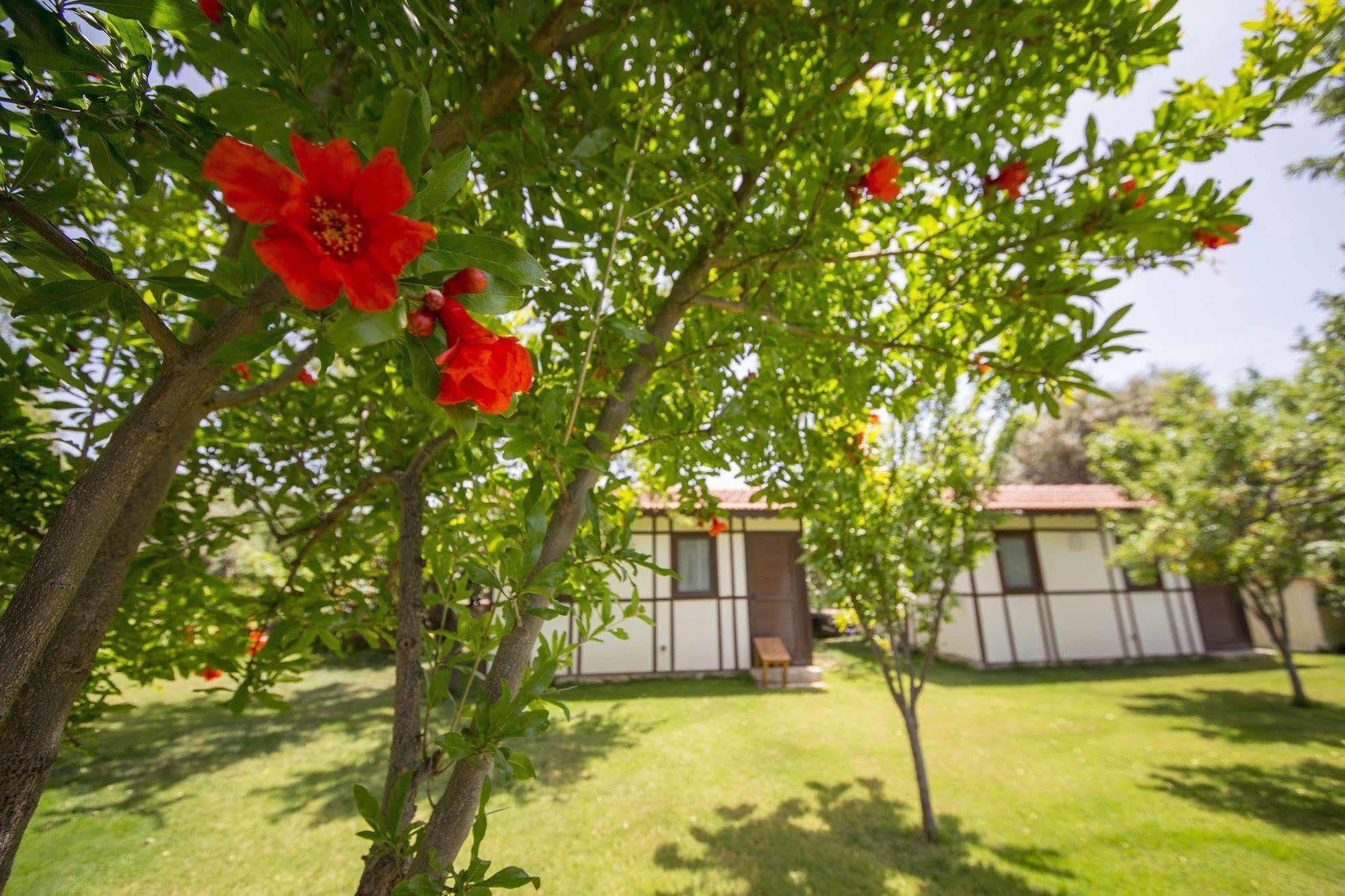 Bal Badem Bungalow ดัตชา ภายนอก รูปภาพ